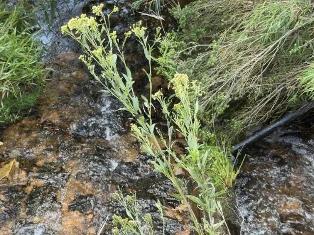 Sítio / Chácara para Venda em Rancho Queimado/SC Zona Rural