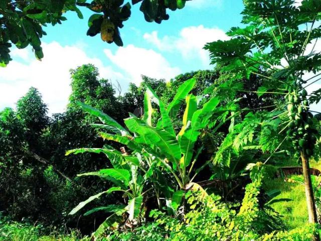 Sítio / Chácara para Venda em Recife/PE Guabiraba