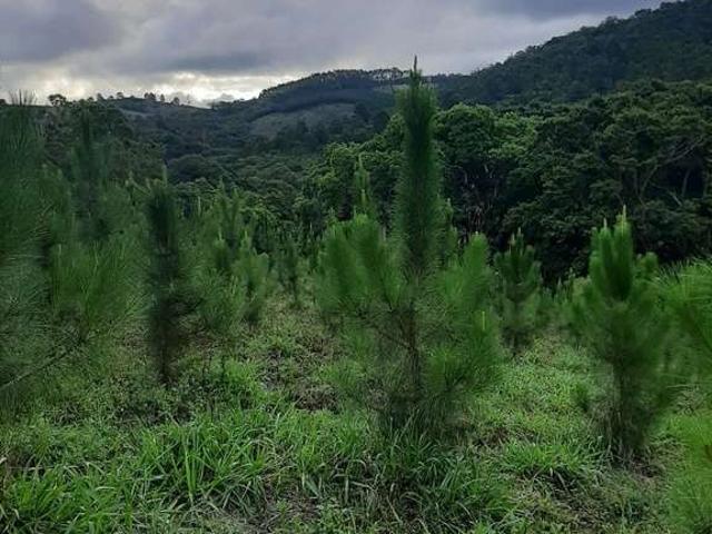Sítio / Chácara para Venda em Ribeirão Branco/SP Zona Rural 2 Quartos