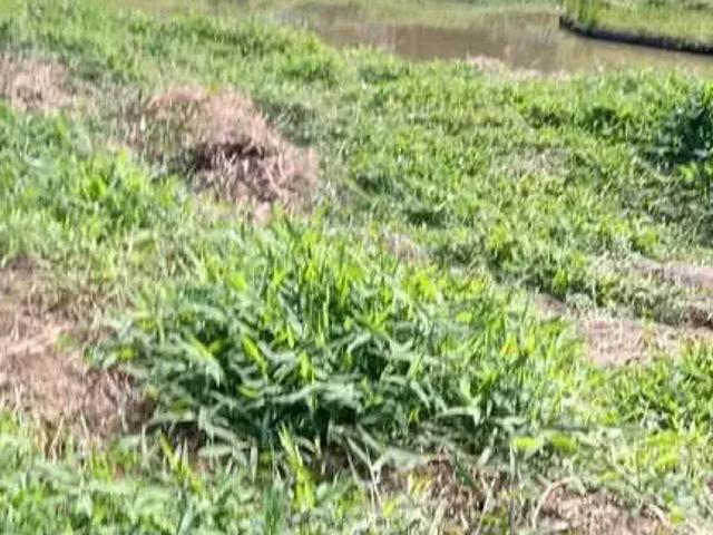 Sítio / Chácara para Venda em Ribeirão Grande/SP Zona Rural 3 Quartos