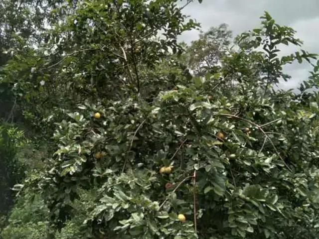 Sítio / Chácara para Venda em Rio Manso/MG Zona Rural 3 Quartos