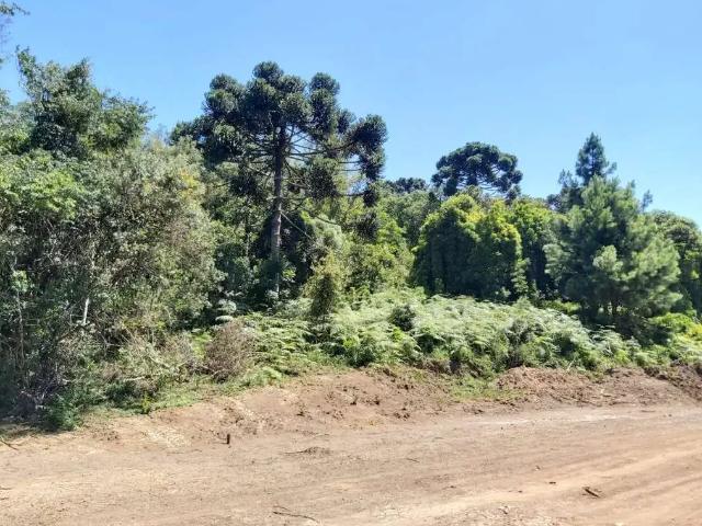 Sítio / Chácara para Venda em Rio Negrinho/SC Campo Lençol