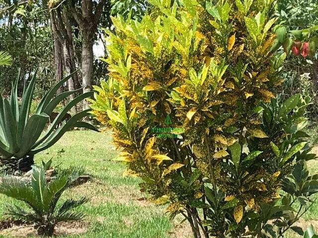 Sítio / Chácara para Venda em Rio Bonito/RJ Serra do Sambê 4 Quartos