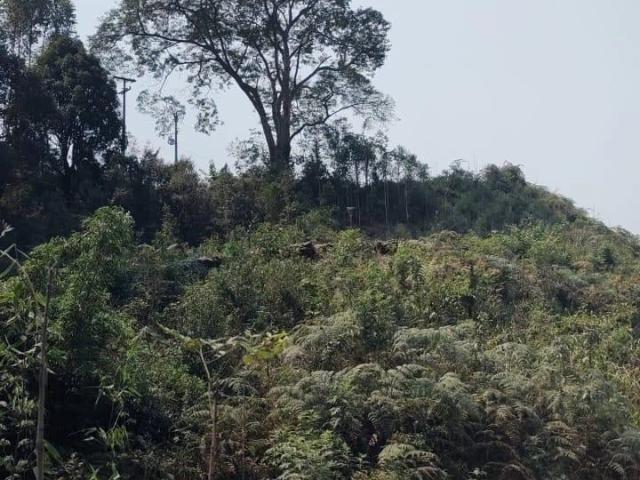 Sítio / Chácara para Venda em Rio Branco do Sul/PR Zona Rural