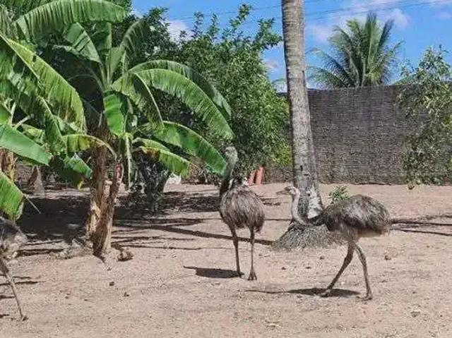 Sítio / Chácara para Venda em Rio do Fogo/RN Centro 3 Quartos