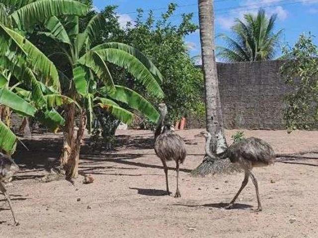 Sítio / Chácara para Venda em Rio do Fogo/RN Centro 3 Quartos