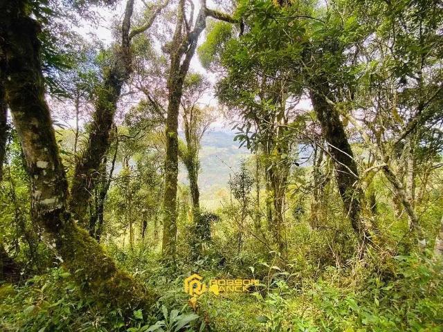 Sítio / Chácara para Venda em Rio Rufino/SC Zona Rural