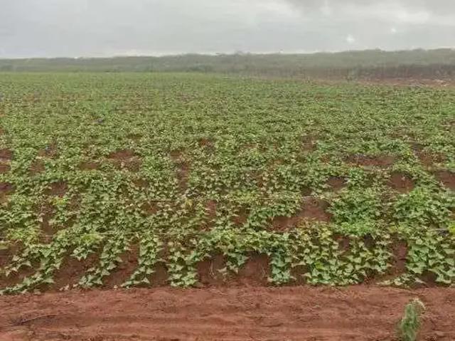 Sítio / Chácara para Venda em Touros/RN Centro 3 Quartos