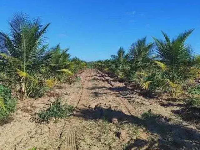 Sítio / Chácara para Venda em Touros/RN Centro 3 Quartos