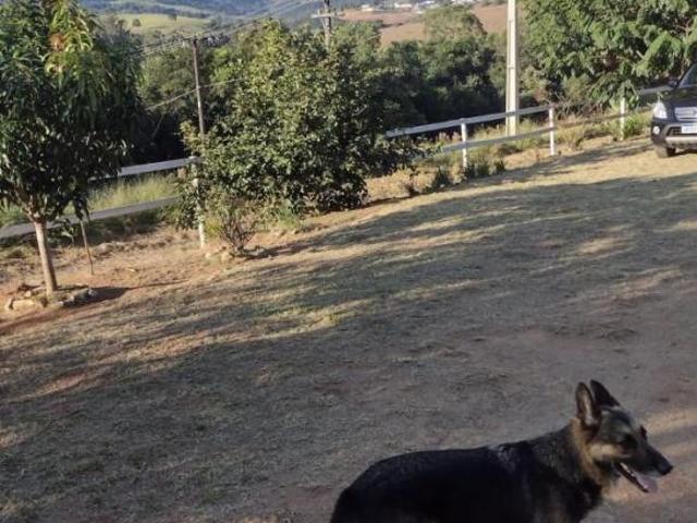 Sítio / Chácara para Venda em Toledo, Rural, 2 dormitórios, 1 banheiro