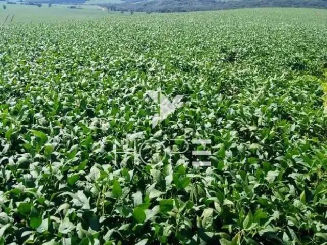 Sítio / Chácara para Venda em Tomazina/PR Zona Rural 1 Quartos