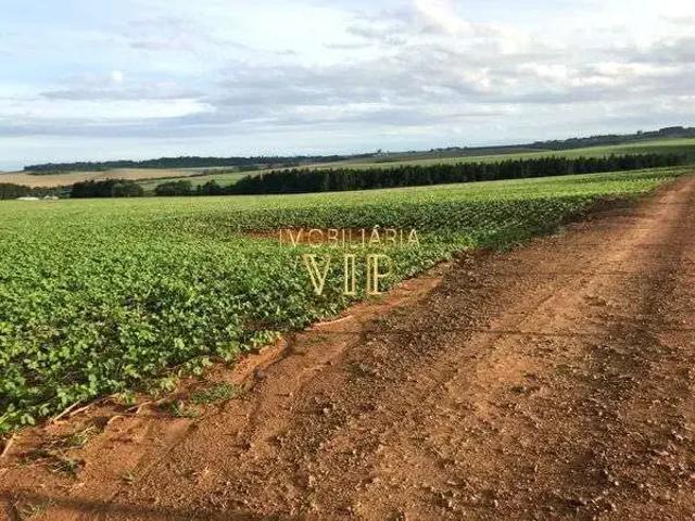 Sítio / Chácara para Venda em Tamarana/PR Zona Rural 1 Quartos