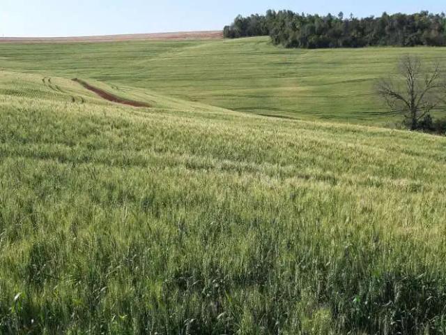 Sítio / Chácara para Venda em Tamarana/PR Zona Rural
