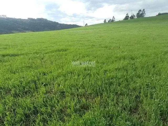 Sítio / Chácara para Venda em Tamarana/PR Zona Rural