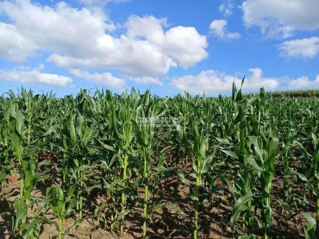 Sítio / Chácara para Venda em Tamarana/PR Gleba 01 2 Quartos
