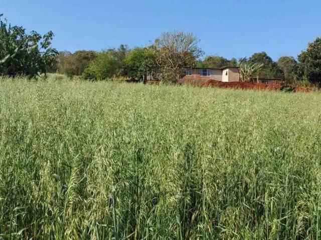 Sítio / Chácara para Venda em Tamarana/PR Lerroville