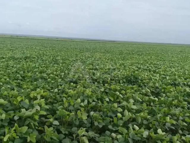 Sítio / Chácara para Venda em Teresina/PI Área Rural de Teresina