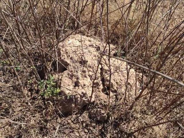 Sítio / Chácara para Venda em Tesouro/MT Zona Rural