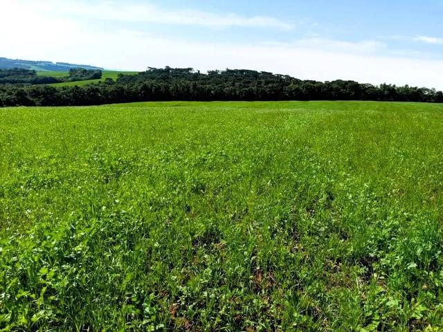 Sítio / Chácara para Venda em Tibagi/PR Centro