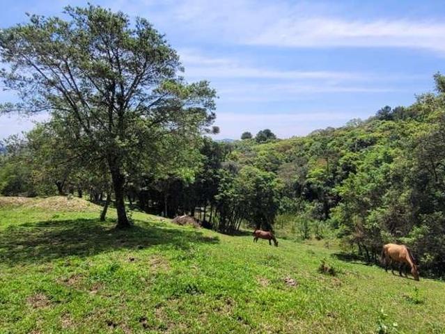 Sítio / Chácara para Venda em Tijucas do Sul/PR Tabatinga