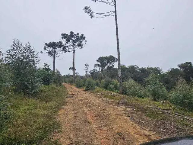Sítio / Chácara para Venda em Tijucas do Sul/PR Ambrósios