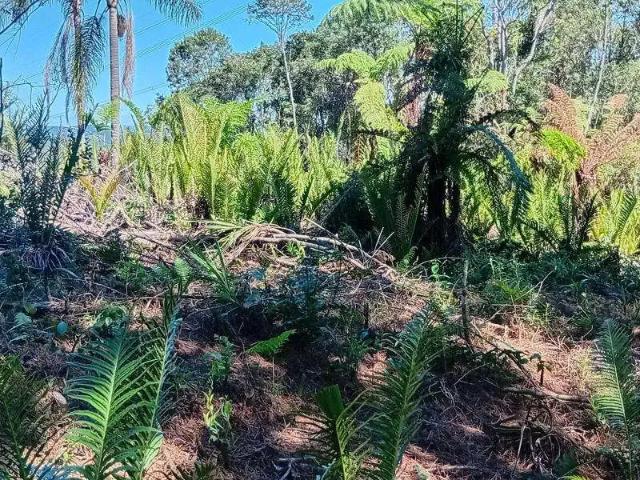 Sítio / Chácara para Venda em Tijucas do Sul/PR Campestre