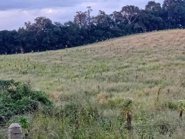 Sítio / Chácara para Venda em Tijucas do Sul/PR Campestre