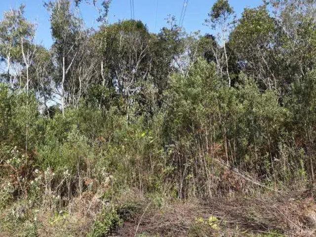 Sítio / Chácara para Venda em Tijucas do Sul/PR Campestre