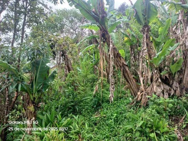 Sítio / Chácara para Venda em Tijucas do Sul/PR Campo Alto