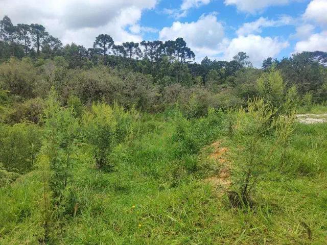 Sítio / Chácara para Venda em Tijucas do Sul/PR Campo Alto