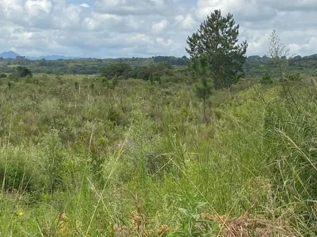 Sítio / Chácara para Venda em Tijucas do Sul/PR Campo das Flores