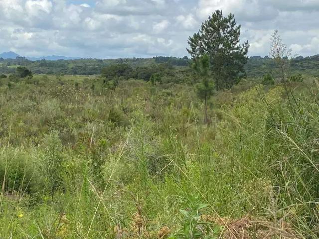 Sítio / Chácara para Venda em Tijucas do Sul/PR Centro