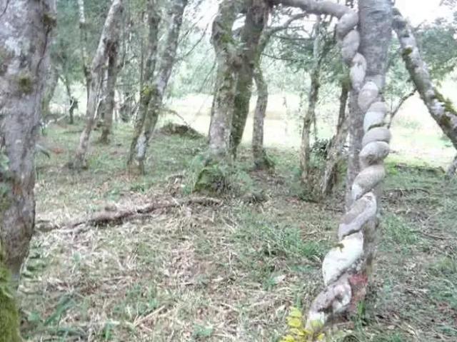 Sítio / Chácara para Venda em Tijucas do Sul/PR Saltinho