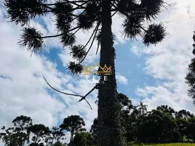 Sítio / Chácara para Venda em Três Coroas/RS Serra Grande 1 Quartos