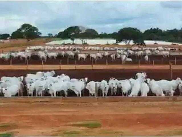Sítio / Chácara para Venda em Unaí/MG Área Rural de Unaí