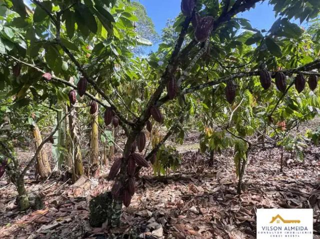 Sítio / Chácara para Venda em Ubatã/BA Zona Rural 2 Quartos