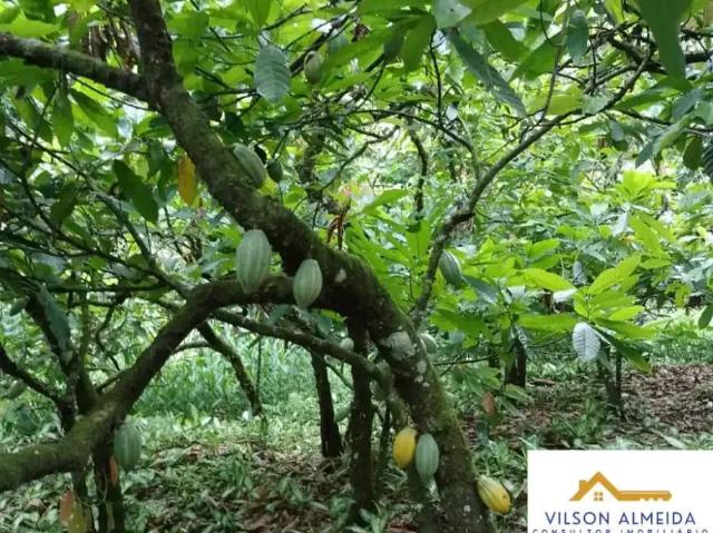 Sítio / Chácara para Venda em Ubatã/BA Zona Rural 4 Quartos