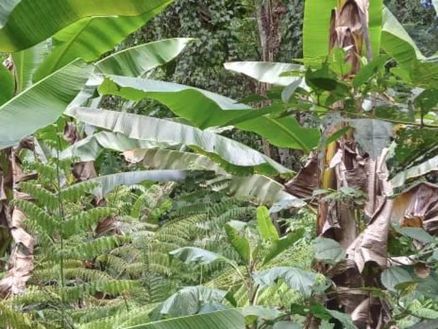 Sítio / Chácara para Venda em Ubatuba/SP Ubatumirim