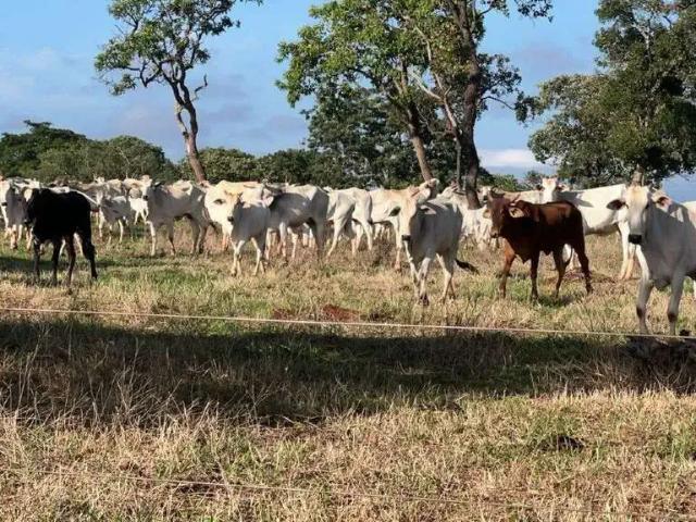 Sítio / Chácara para Venda em Uberlândia/MG Área Rural de Uberlândia