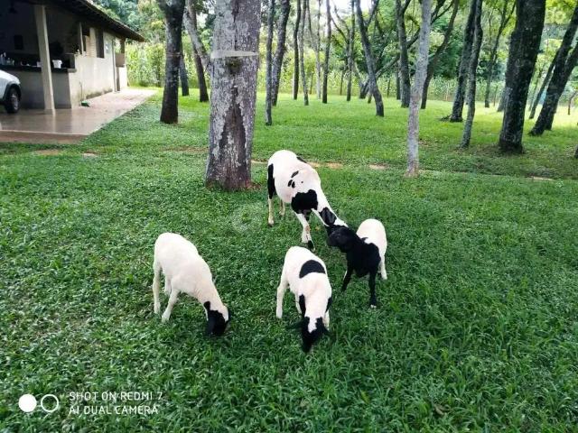 Sítio / Chácara para Venda em Uberlândia/MG Área Rural de Uberlândia 2 Quartos