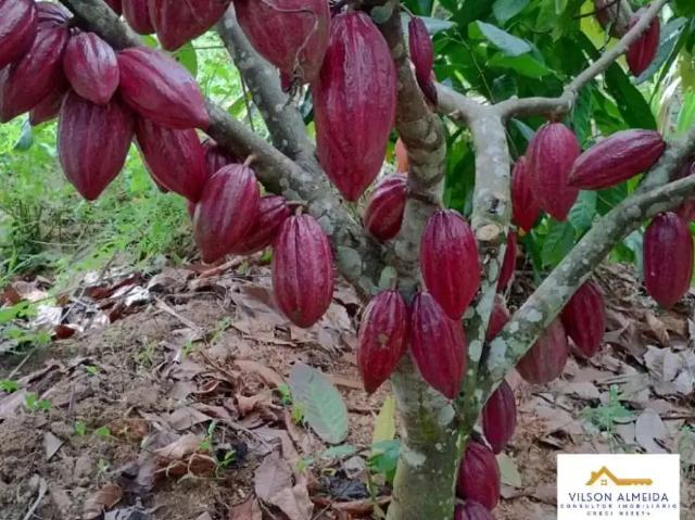 Sítio / Chácara para Venda em Uruçuca/BA Serra Grande 4 Quartos