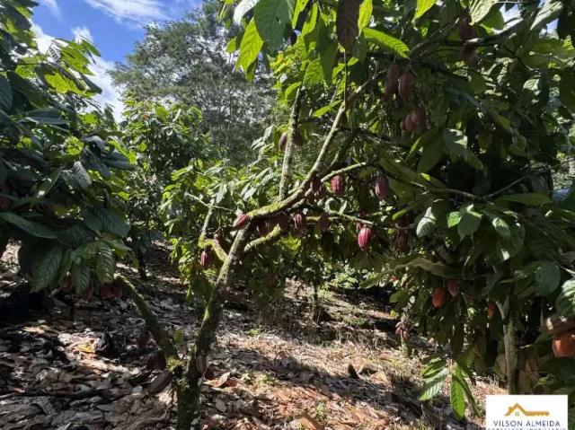 Sítio / Chácara para Venda em Uruçuca/BA Serra Grande 1 Quartos