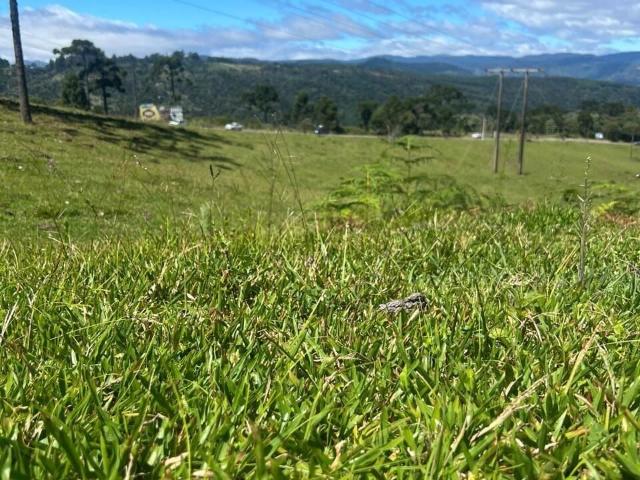Sítio / Chácara para Venda em Urubici/SC Águas Brancas