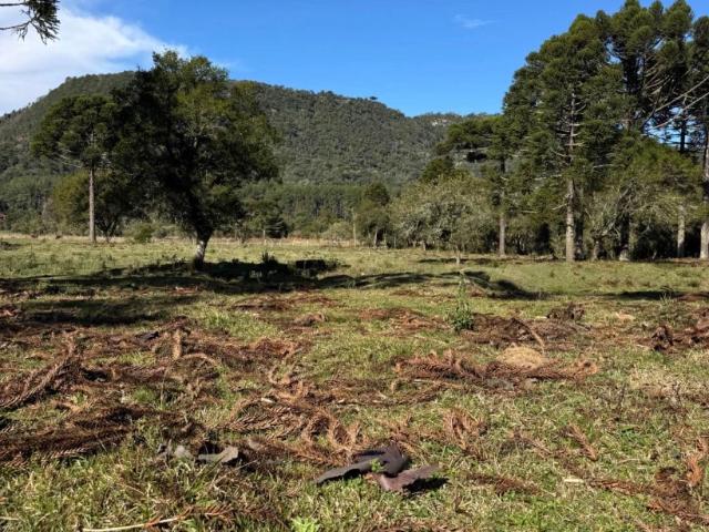 Sítio / Chácara para Venda em Urubici/SC Zona Rural