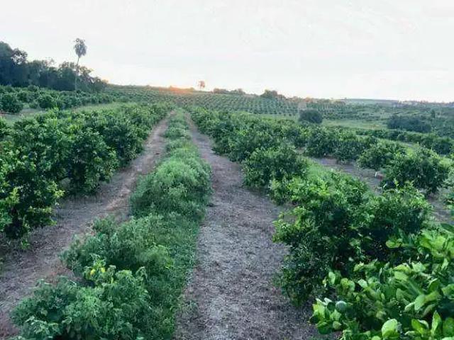 Sítio / Chácara para Venda em Urupês/SP Zona Rural 2 Quartos