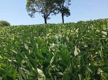 Sítio / Chácara para Venda em Uraí/PR Centro