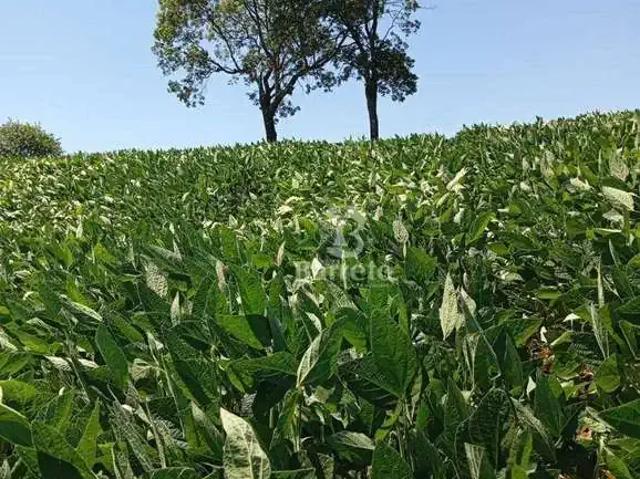 Sítio / Chácara para Venda em Uraí/PR Centro