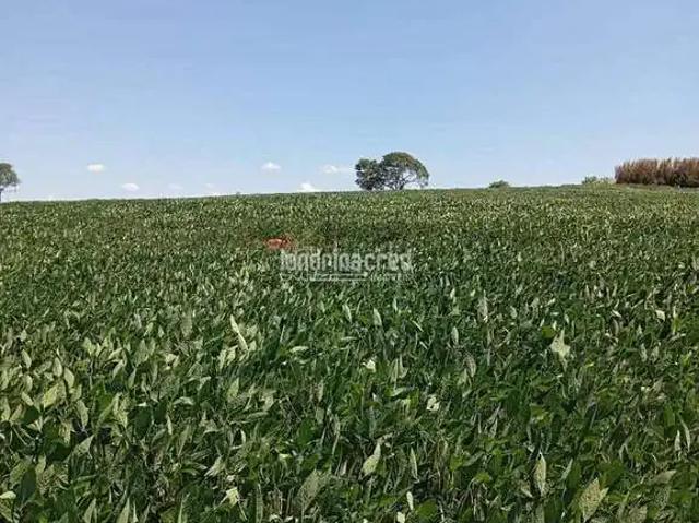 Sítio / Chácara para Venda em Uraí/PR Zona Rural