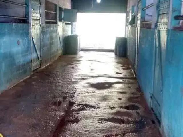 Sítio / Chácara para Venda em Vargem/SP Ponte Alta 5 Quartos