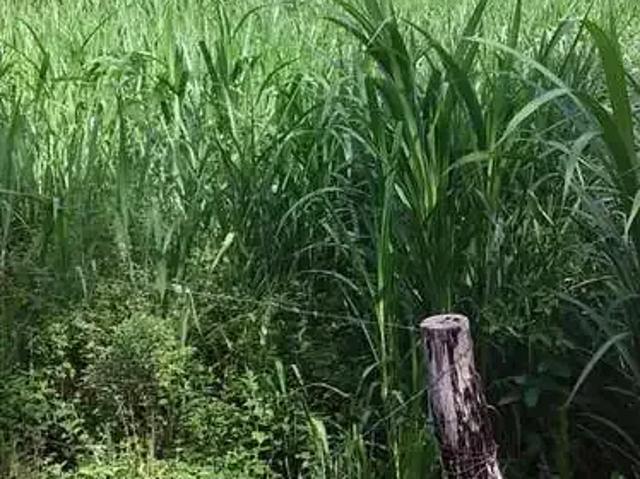 Sítio / Chácara para Venda em Várzea Grande/MT Área Rural de Várzea Grande 1 Quartos